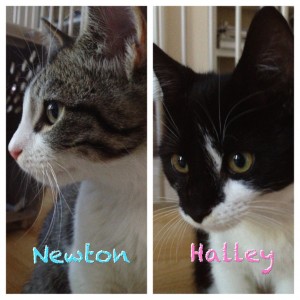Newton and Halley